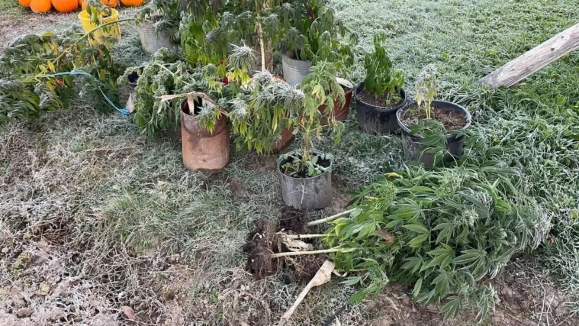 Cannabis printre dovleci și porumb. Mascații au adunat recolta – FOTO