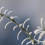 Florile care rezistă iarna în grădină sau pe balcon: alegerea perfectă pentru decorul sezonului rece