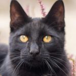 Ziua pisicilor negre organizată sâmbătă la Muzeul Antipa. Iubitorii de animale pot să și adopte