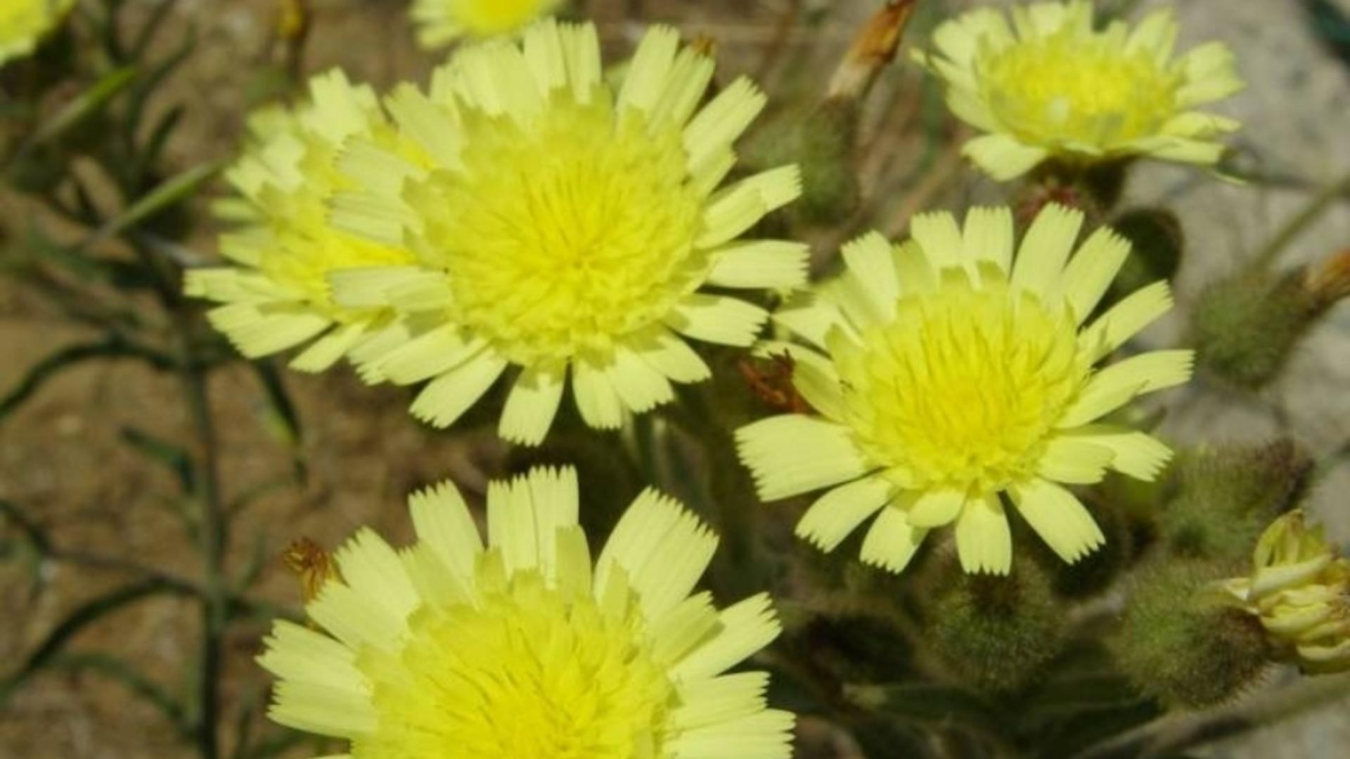 Miracolul naturii în munții României: O plantă de peste 60.000 de ani, posibil cel mai vechi organism viu de pe Terra, a fost descoperită în Carpații Orientali