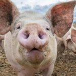 Porci „rezervați” pentru Crăciun. Cât costă kilogramul în viu, cu două luni înainte de Ignat?