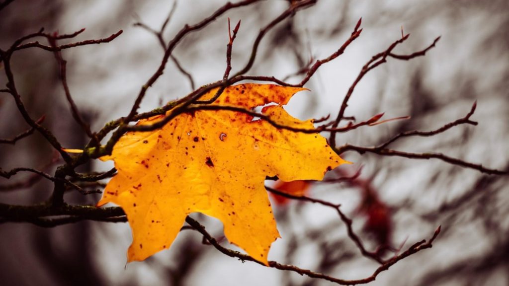 Prognoza meteo pentru următoarele două săptămâni: Zonele în care vremea se va răci semnificativ. Când revin PLOILE