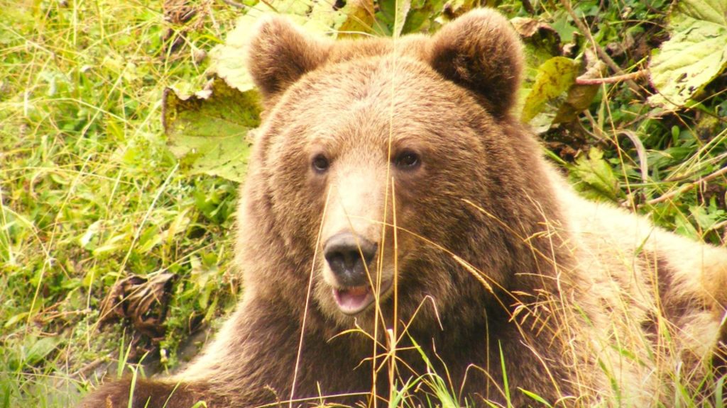 Prezenţa unui urs, semnalată pe Valea Avrigului. A fost emis RO-Alert!