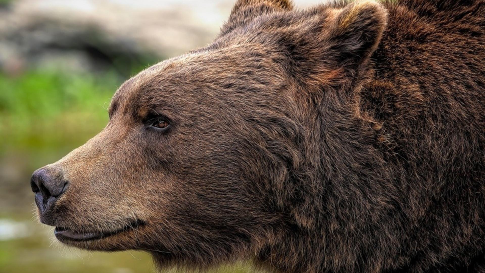 Un bărbat a fost atacat şi rănit de un urs, în comuna Corbeni, județul Argeș. A fost emis mesaj RO-ALERT