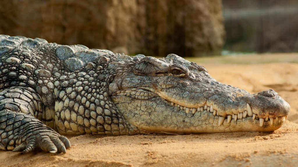 Cel mai mare crocodil din lume a murit la vârsta de 110 ani. Intrase în Cartea Recordurilor datorită dimensiunilor gigantice pe care le-a atins