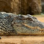 Cel mai mare crocodil din lume a murit la vârsta de 110 ani. Intrase în Cartea Recordurilor datorită dimensiunilor gigantice pe care le-a atins