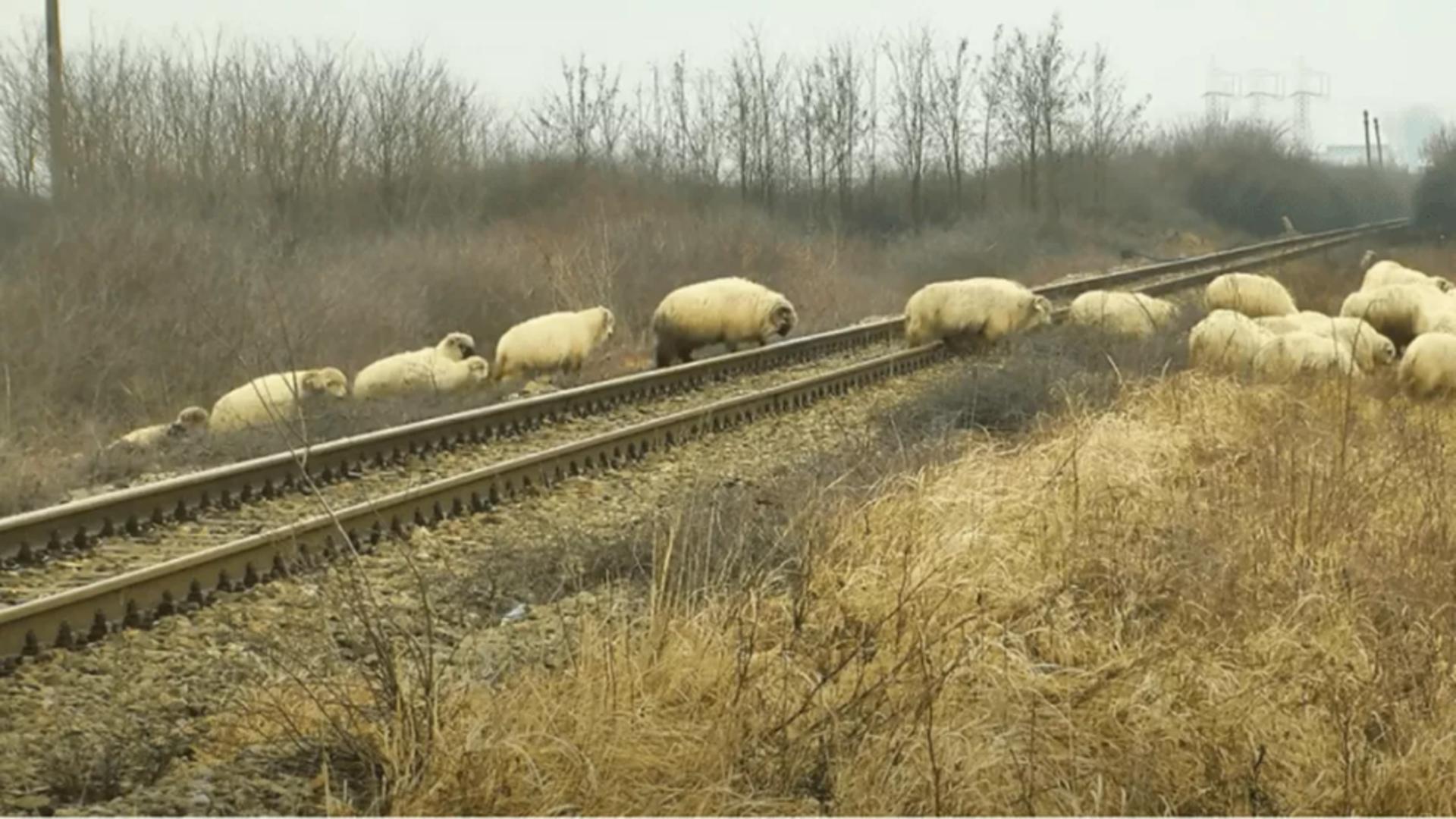 Zeci de oi, spulberate de un tren pe ruta Iași-Timișoara. Traficul feroviar, întrerupt temporar – VIDEO