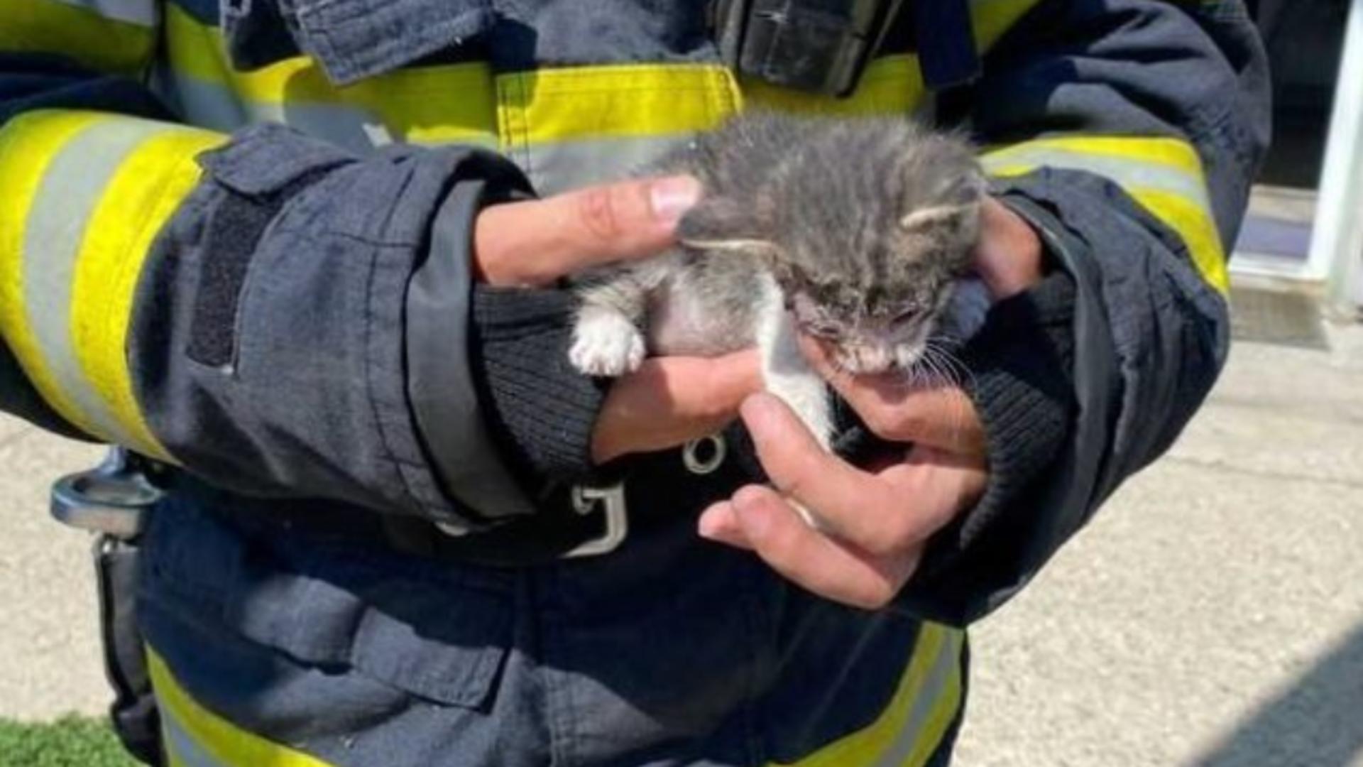 Pompierii din Buzău au salvat o pisică dintr-o fântână adâncă de 16 metri