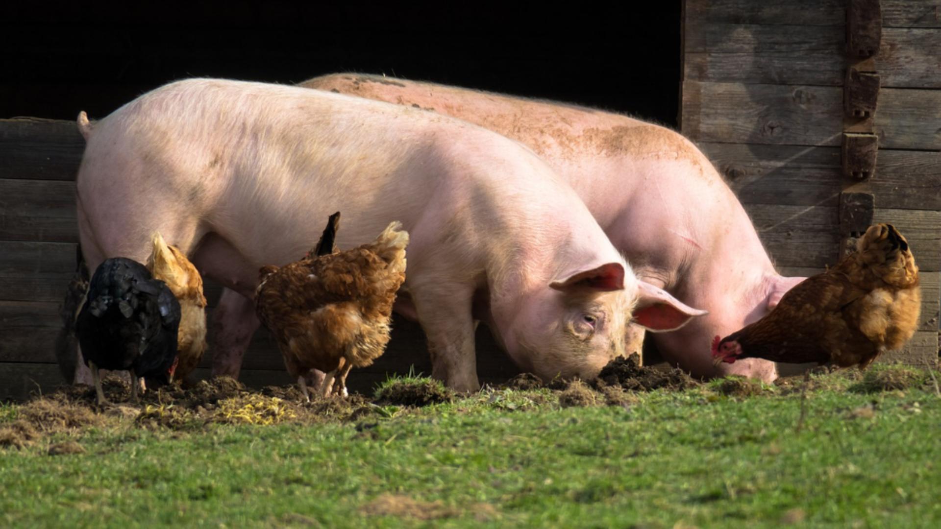 Cu ce trebuie hrăniți porcii pentru a obține o carne de calitate. Recomandări pentru a crește producția de carne sau grăsime, în funcție de preferințe. Cea mai sănătoasă hrană