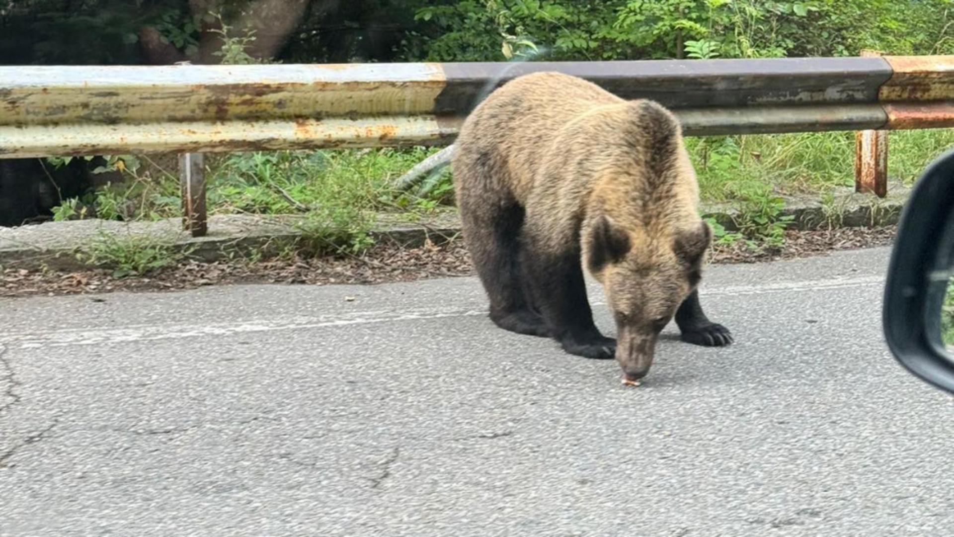 Mesaj RO-Alert într-o localitate din judeţul Dâmboviţa! A a fost semnalată prezenţa unui urs