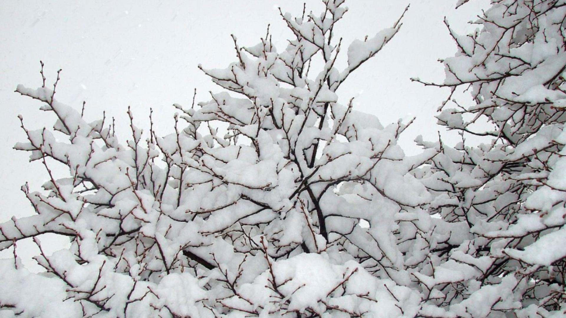 Cod galben de ninsori în mai multe județe ale țării. ANM a emis o atenționare meteo: HARTA cu zonele vizate