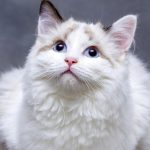 Cum să-ți ajuți pisica să trăiască mai mult: ghid complet de îngrijire pentru o viață cât mai lungă