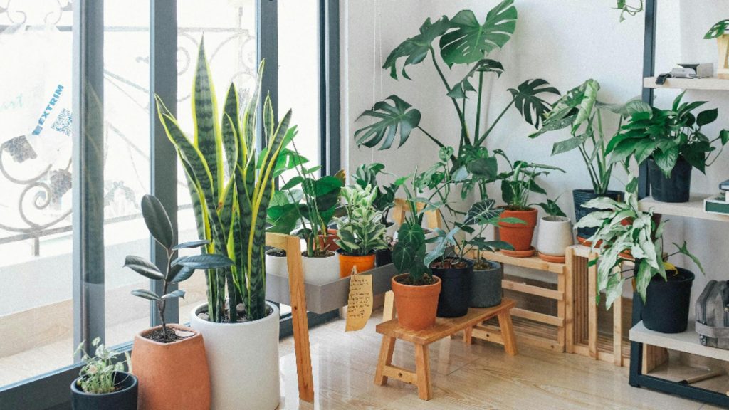 Ce trebuie să pui la rădăcina plantelor de apartament ca acestea să crească repede. Trucuri și sfaturi utile pentru a avea cele mai frumoase flori în ghivece