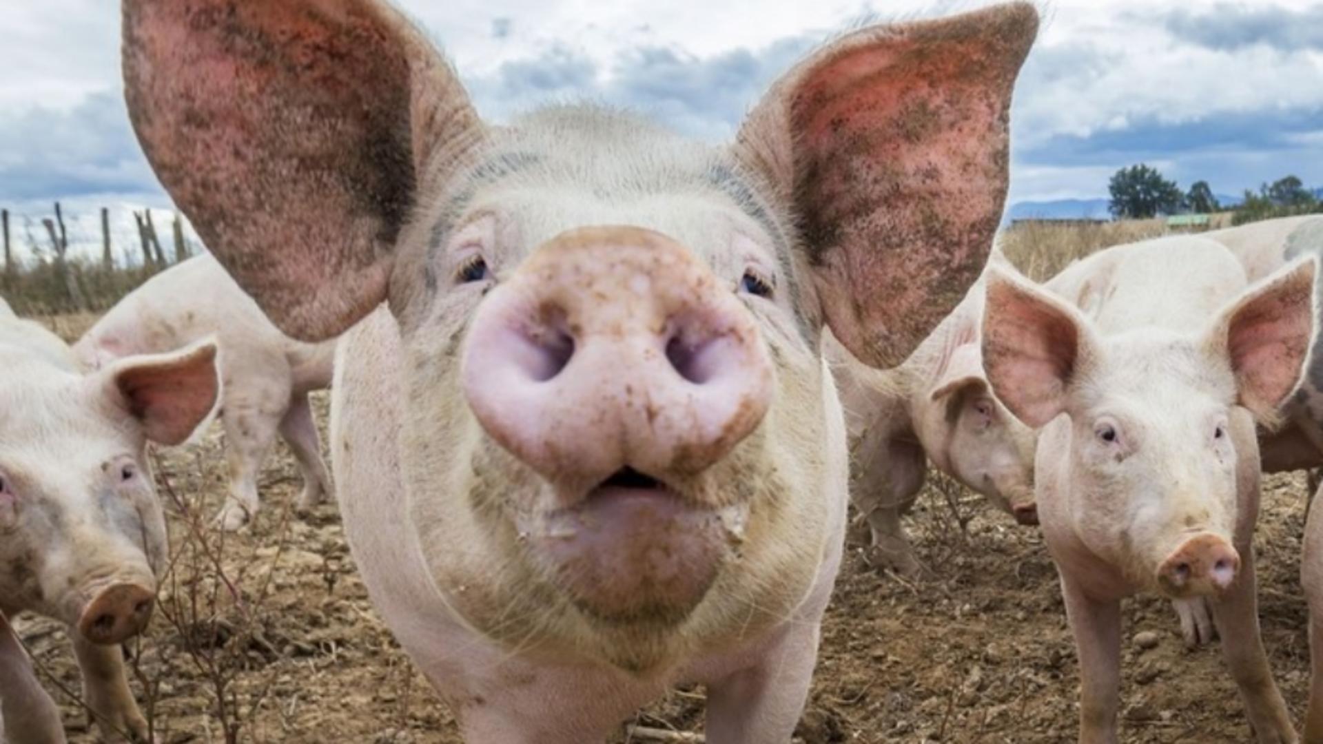 Focar de PESTĂ PORCINĂ, în prag de sărbători, în vestul României. Au fost impuse restricții pentru circulația animalelor
