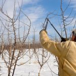 Cu ce trebuie să stropim pomii iarna pentru a rămâne puternici și sănătoși până la primăvară. Sfaturi utile