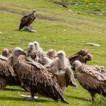 Aproape o jumătate de milion de oameni au murit din cauza dispariției unei păsări, în India. Cazul care arată cum natura poate fi dată peste cap de o simplă specie