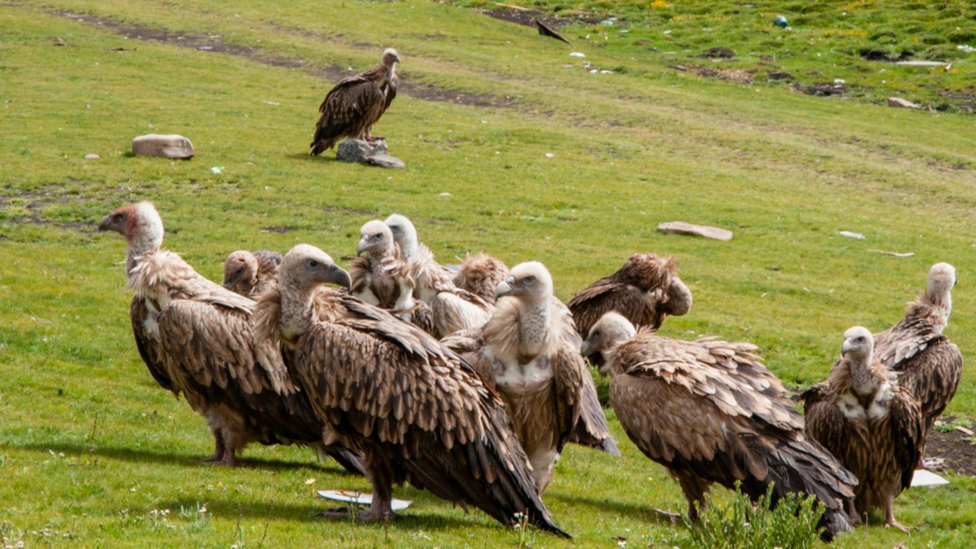 Aproape o jumătate de milion de oameni au murit din cauza dispariției unei păsări, în India. Cazul care arată cum natura poate fi dată peste cap de o simplă specie