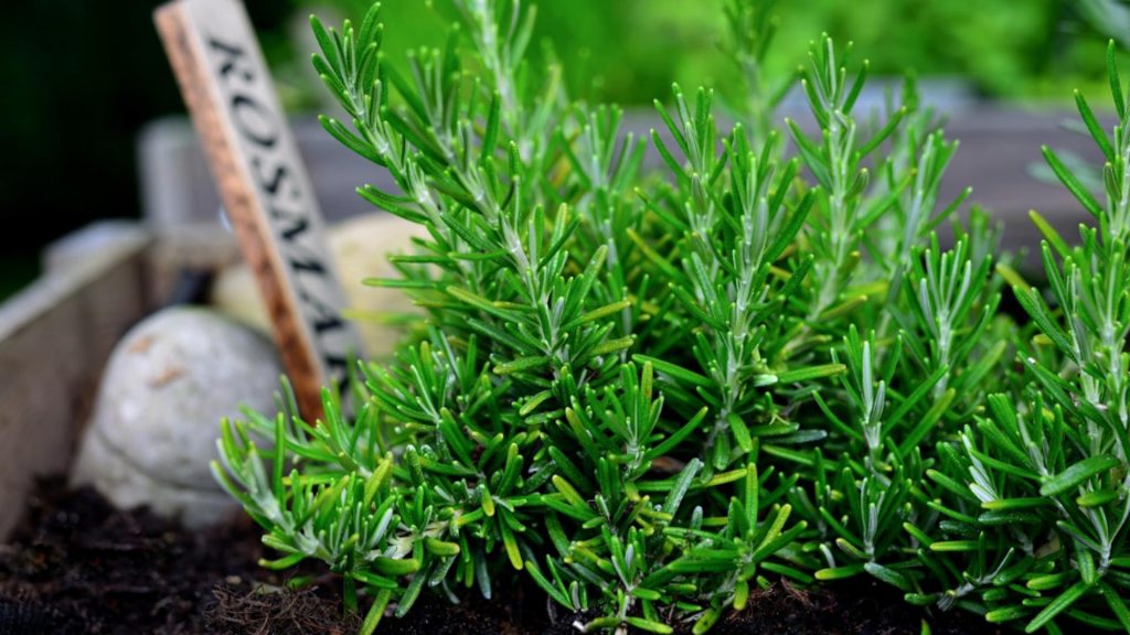 Este supranumită „planta minților lucide’. Este un excelent tonic pentru creier. Trebuie să o ai în ghiveci