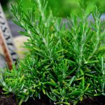 Este supranumită „planta minților lucide’. Este un excelent tonic pentru creier. Trebuie să o ai în ghiveci
