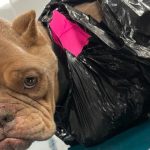 Imagini revoltătoare! Un buldog a fost legat cu bandă adezivă de un sac de gunoi și abandonat lângă o cale ferată