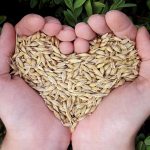 Alimente recomandate pentru sănătatea inimii și a intestinului. Ce recomandă specialiștii