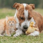 Singurul animal care s-a domesticit fără să fie nevoie de dresaj. A descoperit că trăiește mai confortabil printre oameni