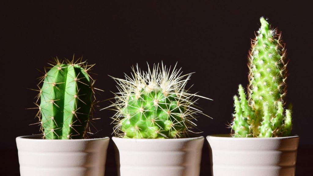 De ce este bine să ai un cactus în casă. Ce trebuie să știi dacă ai o astfel de plantă