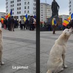 Câinele protestatar. Patrupedul și-a strigat oful alături de ceilalți manifestanți