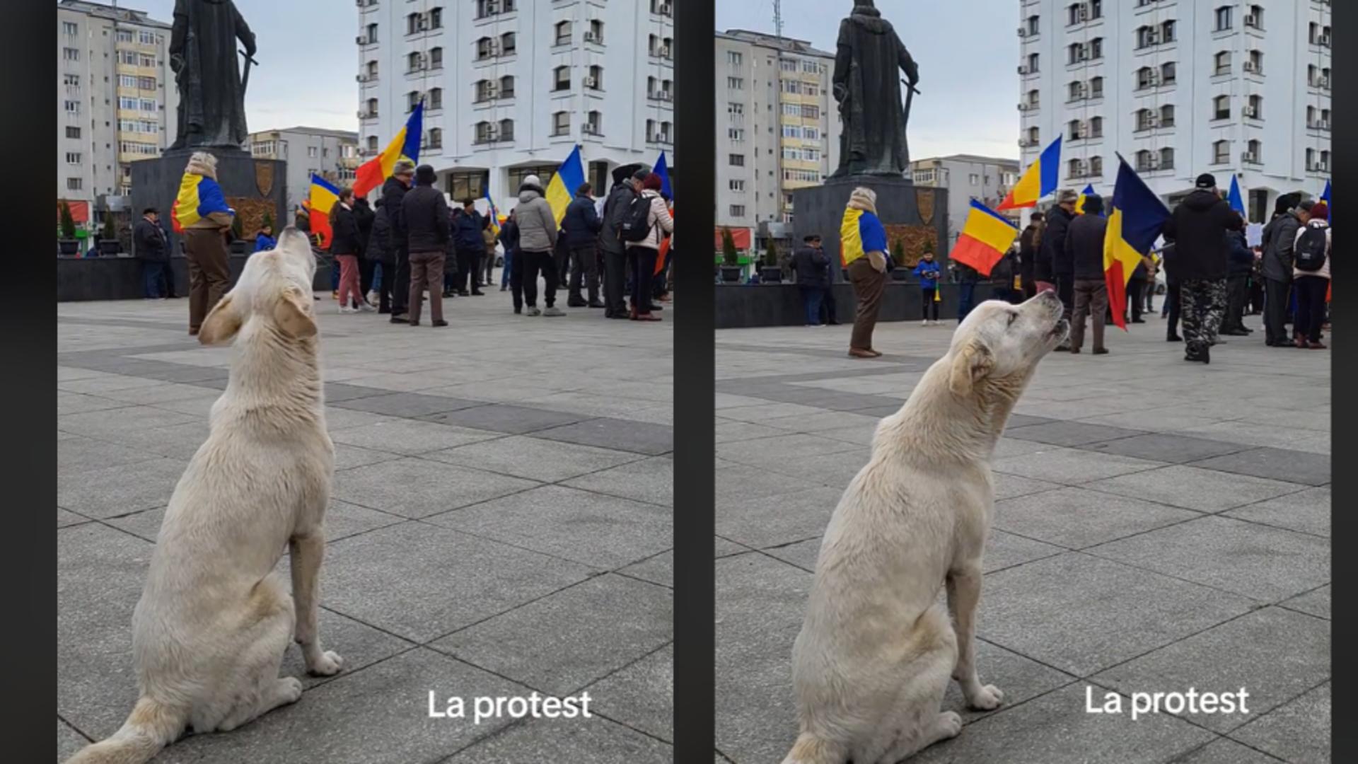 Câinele protestatar. Patrupedul și-a strigat oful alături de ceilalți manifestanți