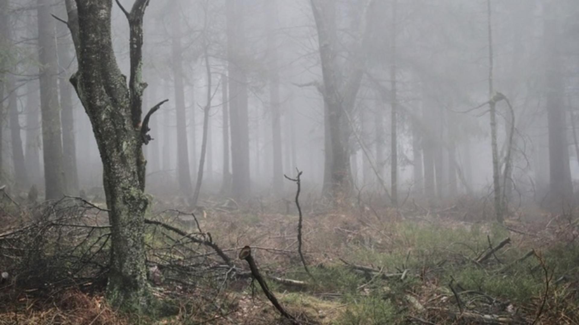 Bărbat de 40 de ani, paznic, găsit împușcat într-o pădure din Mogoșoaia