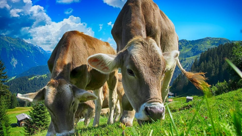 Sprijin financiar pentru fermieri din partea statului. Ce SUME primesc