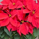 Cum să îngrijești CRĂCIUNIȚA ca să-i stimulezi înroșirea frunzelor. Trucuri utile pentru plante frumoase