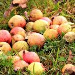 Cum poți păstra fructele proaspete toată iarna. Trucul pe care îl foloseau strămoșii noștri