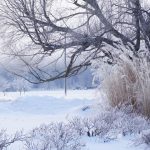 Prognoză specială București. Vremea atinge valori „caniculare”, în mijlocul iernii: maxima zilei va ajunge la 12 grade