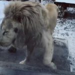 Zoo Braşov vine cu explicații după apariția imaginilor cu un leu alb care suferă de PSIHOZĂ – VIDEO