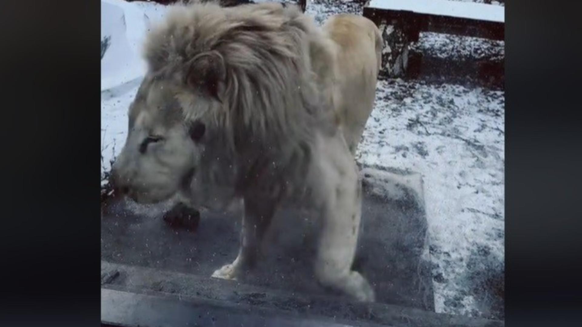 Zoo Braşov vine cu explicații după apariția imaginilor cu un leu alb care suferă de PSIHOZĂ – VIDEO