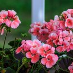 Cum să îngrijești mușcatele iarna. Ce trebuie să faci pentru a avea flori frumoase pe tot parcursul sezonului rece