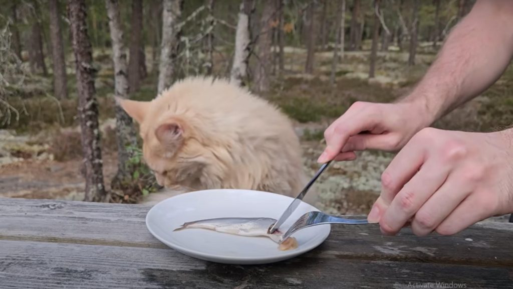 Cea mai ÎMPUȚITĂ delicatesă alimentară din lume. Miroase atât de rău încât până și pisicile sau câinii fug de miros – VIDEO