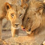 Cum a reușit să SUPRAVIEȚUIASCĂ timp de 5 zile un băiat de 8 ani care s-a rătăci într-un parc de vânătoare, printre lei și elefanți. Povestea este uluitoare