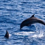 Peste 30 de cetacee MOARTE și poluare masivă după scufundarea a două petroliere rusești în apropierea Crimeei. Dezastru ecologic major în Marea Neagră