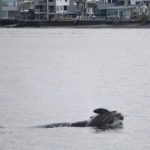 Balena care a emoționat o lume întreagă în 2018, pentru că n-a vrut să se despartă de puiul mort trece din nou prin aceeași durere. Cum a fost surprinsă