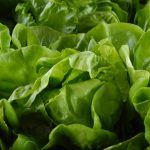 Trucul prin care poți păstra salata verde mult timp proaspată, chiar și până la o lună de zile