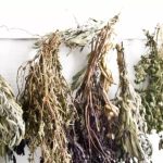 Planta care elimină mirosurile din încăperi și pune pe fugă insectele. În plus,  are o serie de beneficii pentru sănătate