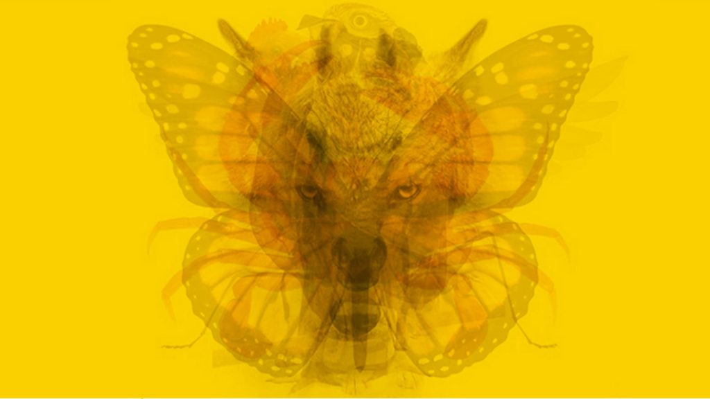 Test de presonalitate. Ceea ce vezi prima dată îți dezvăluie secrete despre tine. Tu ce animal vezi în imagine?