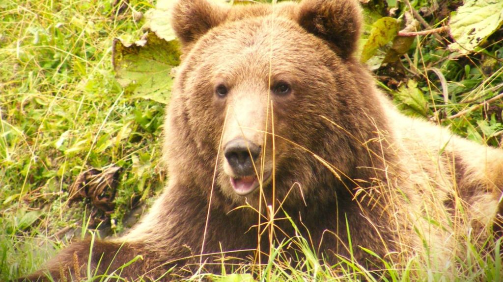 Locuitorii dintr-o comună vasluiantă, terorizați de urși! Un sătean s-a trezit cu unul în curte: ce pagube a produs