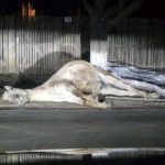 Cruzime revoltătoare în Bolintin Vale: un cal epuizat s-a prăbușit și a murit în stradă, iar proprietarul l-a abandonat fără milă