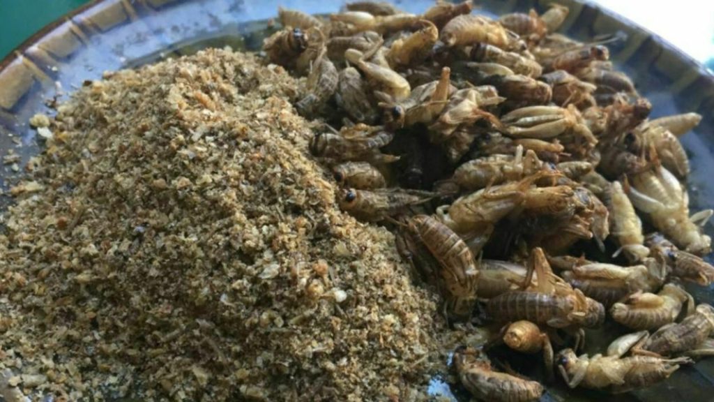 Greierii – ultimii pe lista de „ingrediente” impuse pentru consumul românilor de către Comisia Europeană