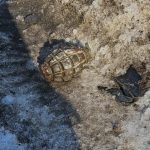 Alertă de GRENADĂ în București. Un bărbat a sunat la 112 să anunțe că a găsit un proiectil, poliția CONFIRMĂ