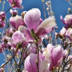 Cum poți înmulți magnolia prin butași și când se face această procedură. Sfaturi utile pentru toți iubitorii acestui arbore