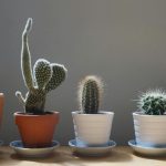 Planta pe care NU trebuie să o ții niciodată la intrarea în casă. Aduce ghinion, conform principiilor Feng Shui